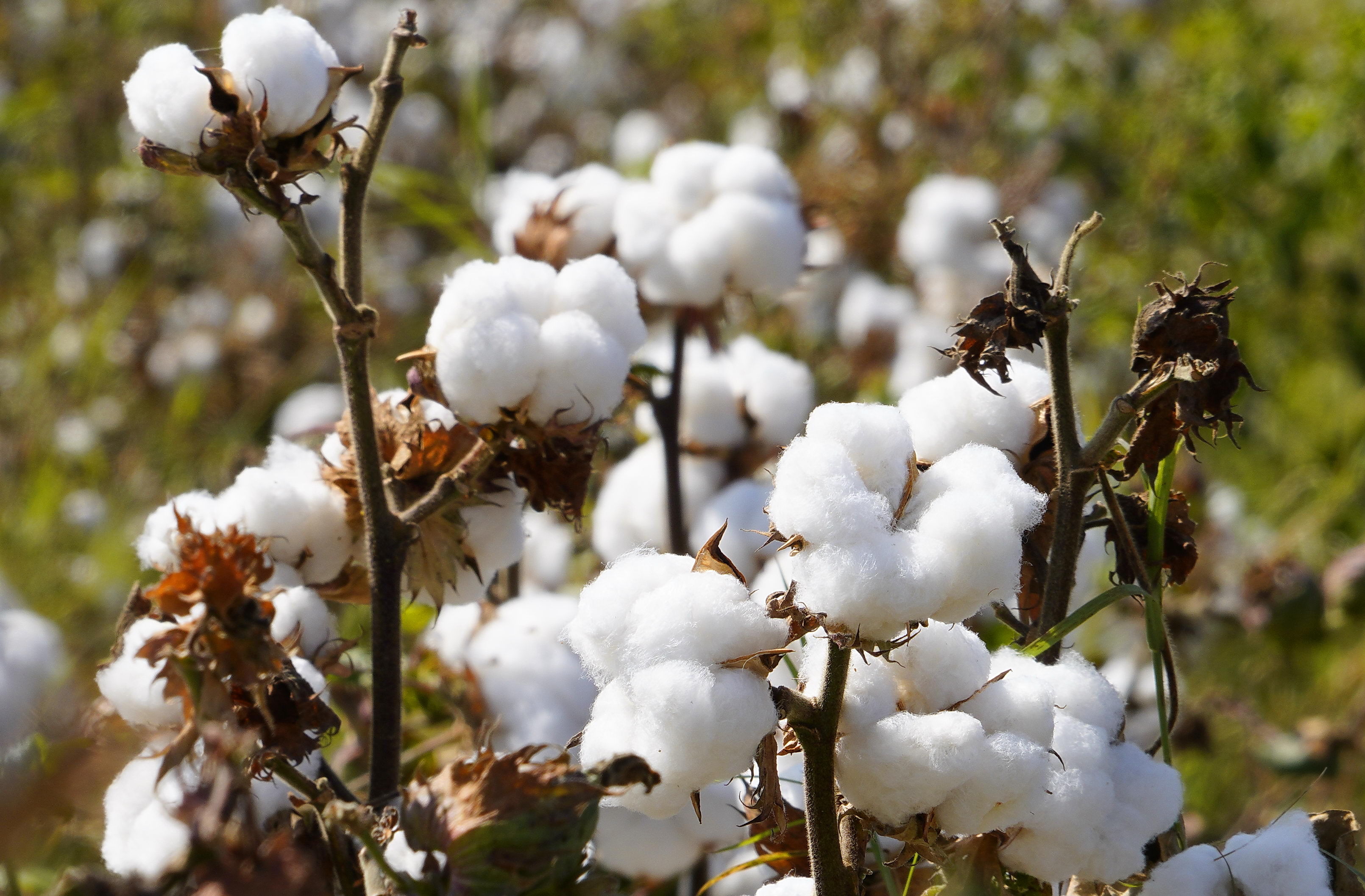 中国农业技术帮助乌兹别克斯坦棉农增产增收