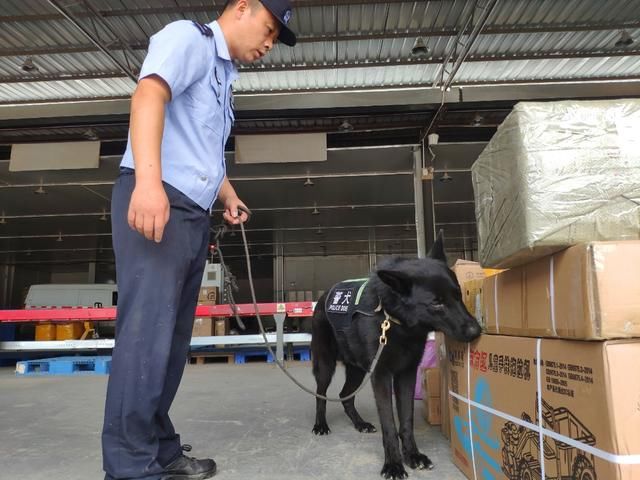  诈骗|电信诈骗用的银行卡，警犬隔着包裹也能闻出来