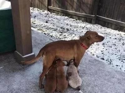  农家乐|狗妈妈护崽咬伤熊孩子，险些被家长打死，狗主道歉又赔钱