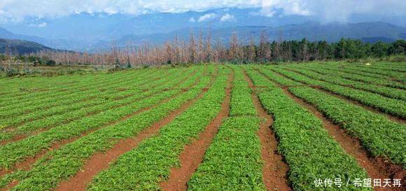 苦荞|特色小吃｜舌尖上的宁南——荞饼