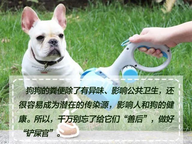 收藏|文明养犬，宠爱有方，《朋友圈式养犬指南》请收藏！