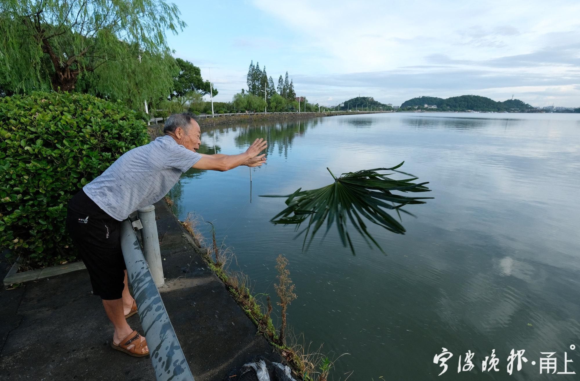 宁波|宁波东钱湖人的老法子 用棕榈树叶“下”蛳螺你可见过？