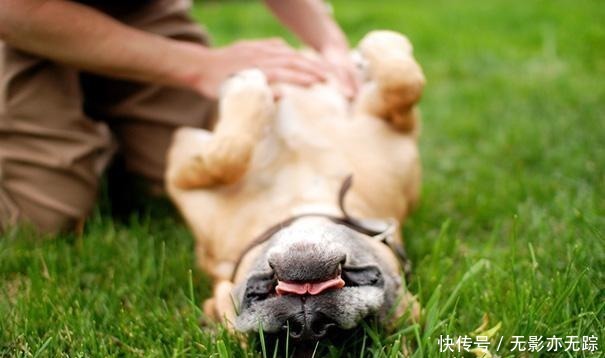  饲养|犬界最“危险”的5大狗狗，泰迪也在其中，一般不建议饲养