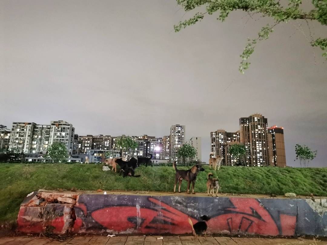  文明|一群流浪狗狗以社区为“家”引发居民安全担忧！建平安文明社区 ，请给流浪狗狗一个“家”