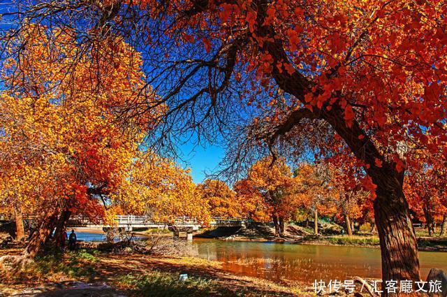 热烈|等待一年,只为胡杨林21天的极致灿烂和浓烈!