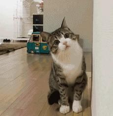 电话|这只猫通宵等主人电话,只为在摄像头里见一面,无数网友泪崩…