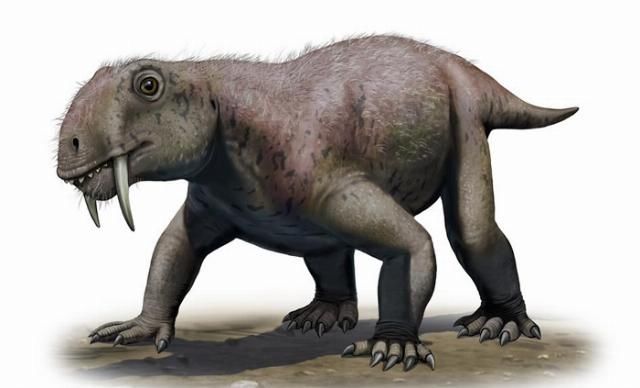  食者|化石研究显示并非所有的剑齿动物都是掠食者 巨大犬齿也具有求偶作用