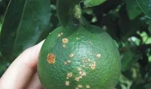 解决|多种病虫害可导致柑橘花皮果，一次讲明白！并附上详细解决措施