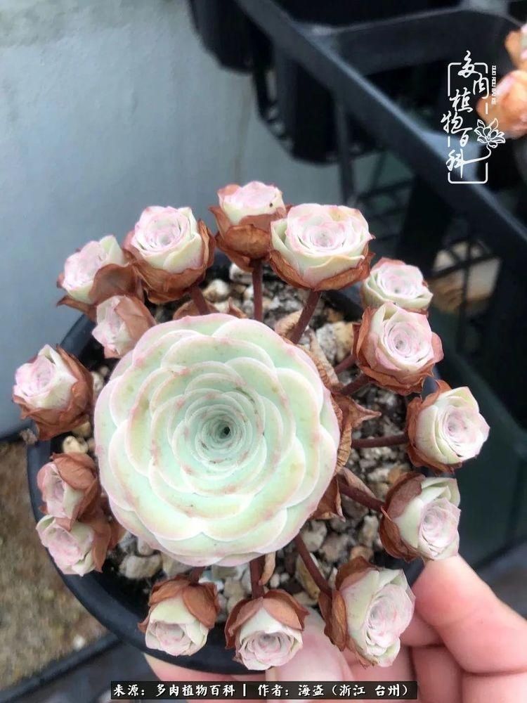  梅雨季|干货：高温高湿梅雨季，山地玫瑰养护提醒，帮你远离黑腐！