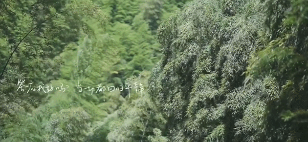  生活|这档被埋没的神仙综艺，值一个热搜！董卿插花比主持更美