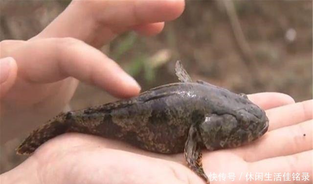 混养|水池中混养龙虾,学会这几招,不赚钱都不行