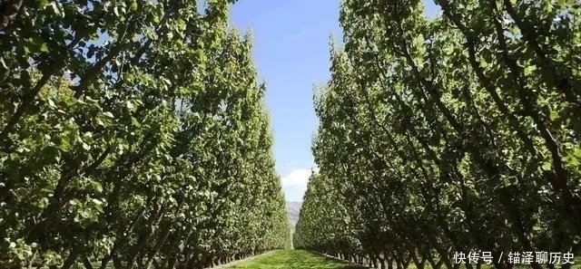 果园|果园生草会不会带走土壤中的肥力