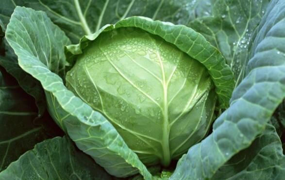  包菜中含|吃包菜后一小时以内，切记别碰2种食物，很多人都不清楚