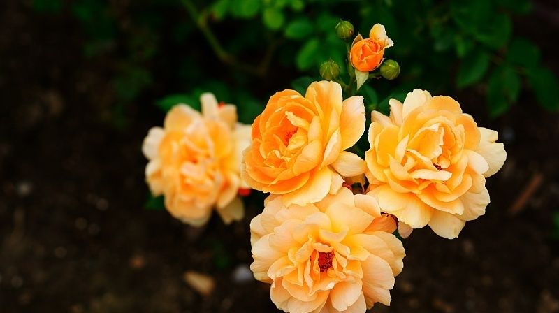 属蛇人|生肖蛇：7月28号开始运势最佳，好运连连，喜事不断，不缺钱财