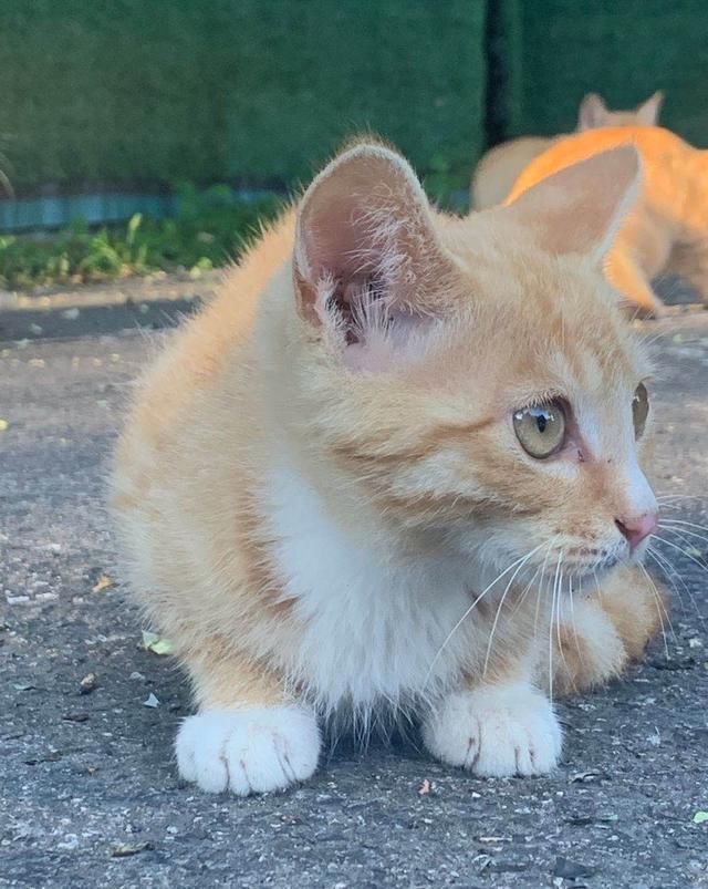 金刚|【看图配话】森林公园小橘猫们，七个金刚葫芦娃