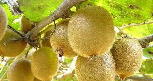 告别|晚上失眠睡不着觉?别急,坚持吃点“它”,轻松告别失眠困扰