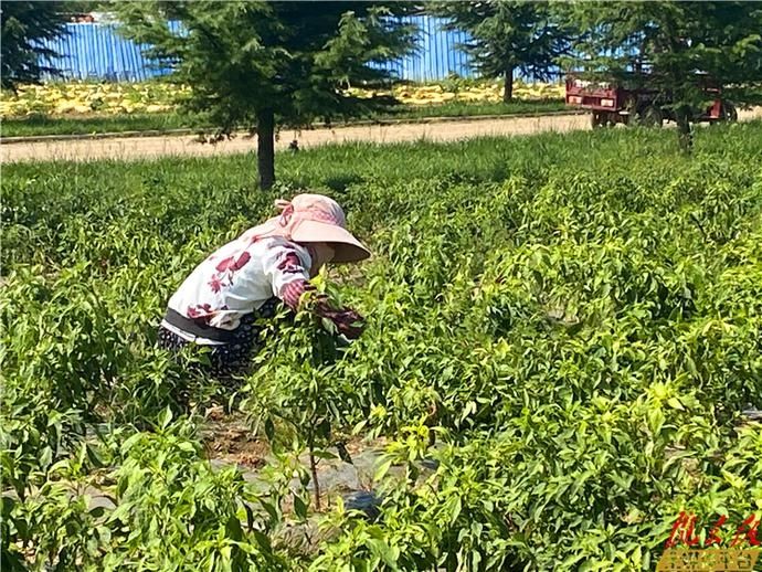  科研|庆阳市农科院西峰区温泉科研基地对外开放一周