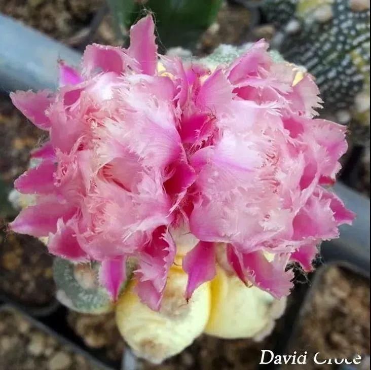  人养|每个人养肉人都应该学会鉴赏“兜”