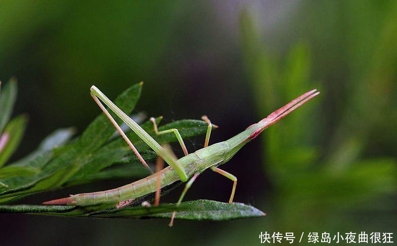 童年|童年“美食”, 只吃过三个请叫叔叔, 吃七种算你牛, 全吃过您请坐