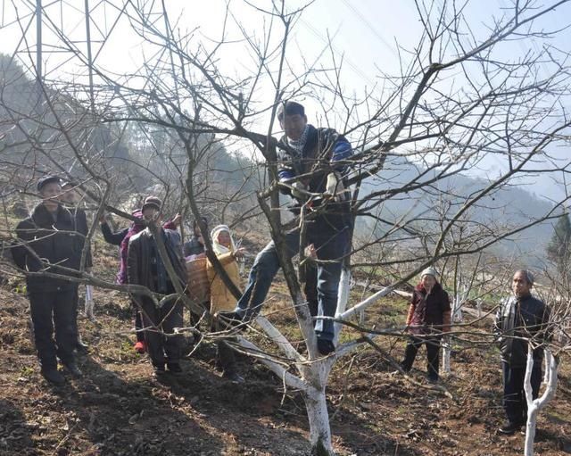 重庆|「你笑起来真好看」重庆武隆:文复甜柿让村民的日子越来越甜