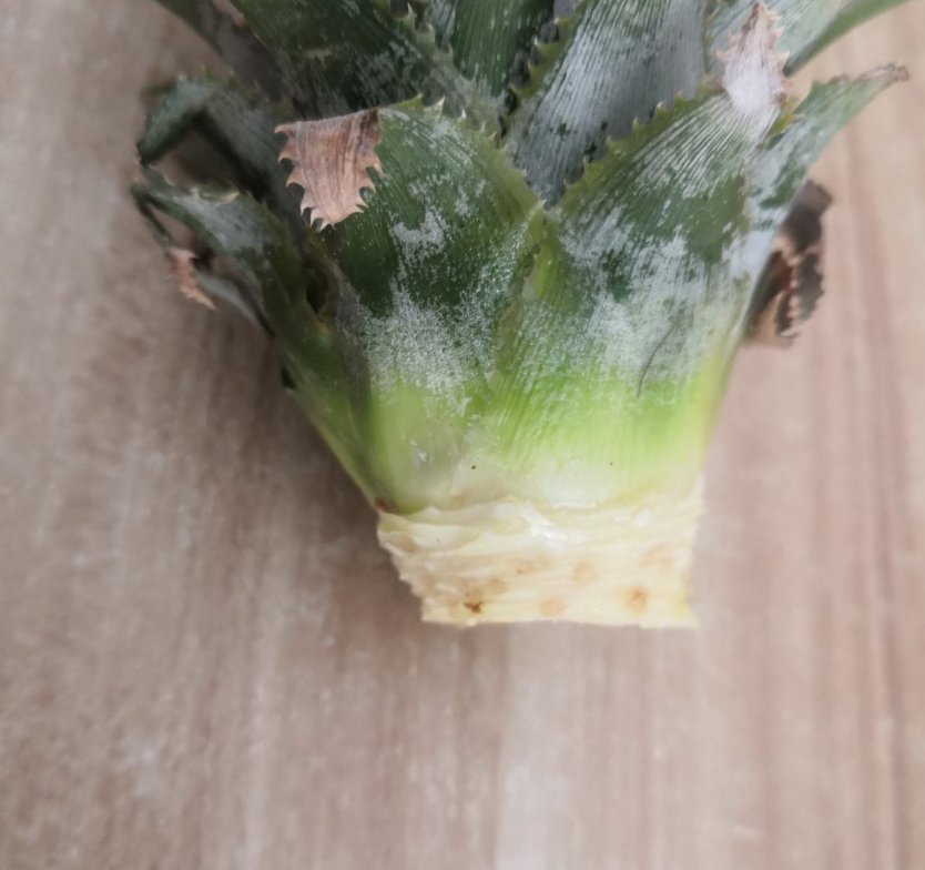 从头到脚|菠萝是个“宝”,从头到脚全有用,扔掉就是浪费