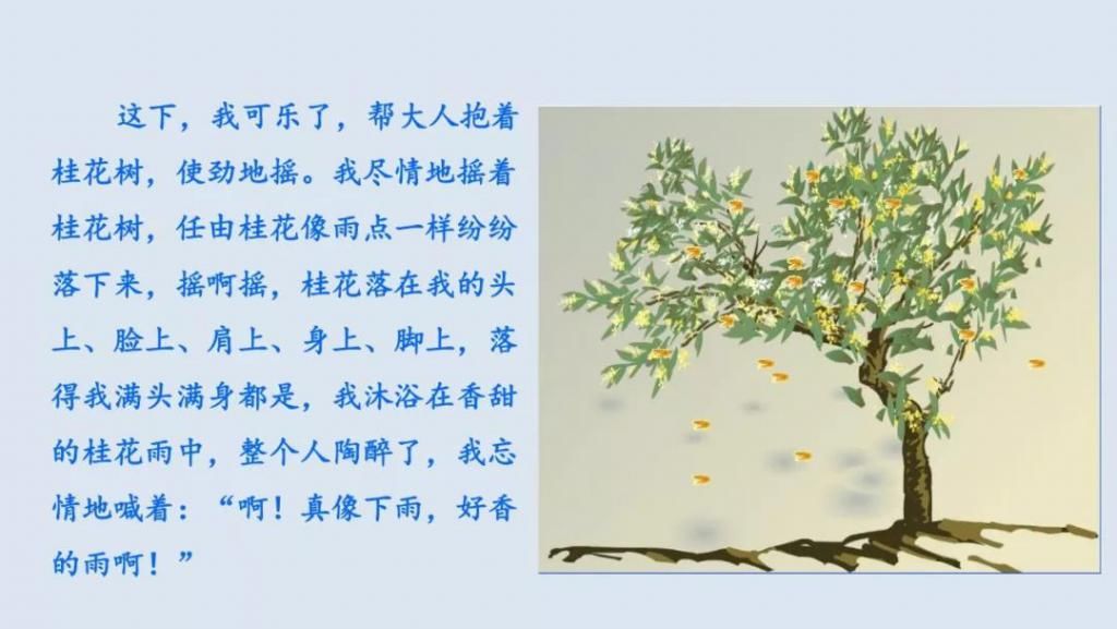 桂花|【预习】部编版五年级语文上册第3课《桂花雨》图文讲解