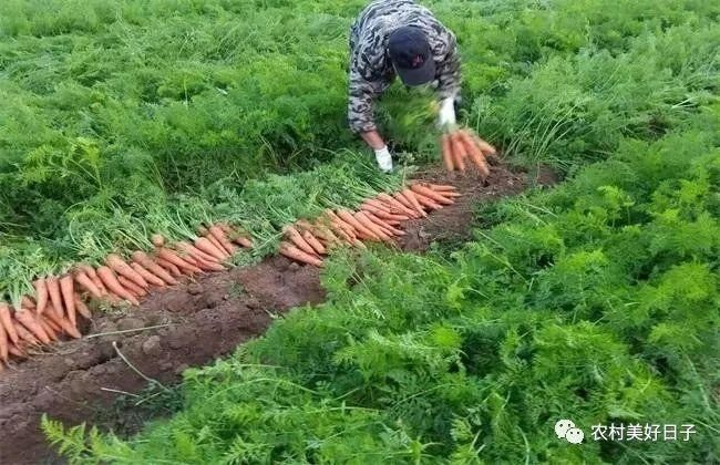 好吃|胡萝卜好吃但不好种?掌握五大种植技巧,保你一年都有胡萝卜吃