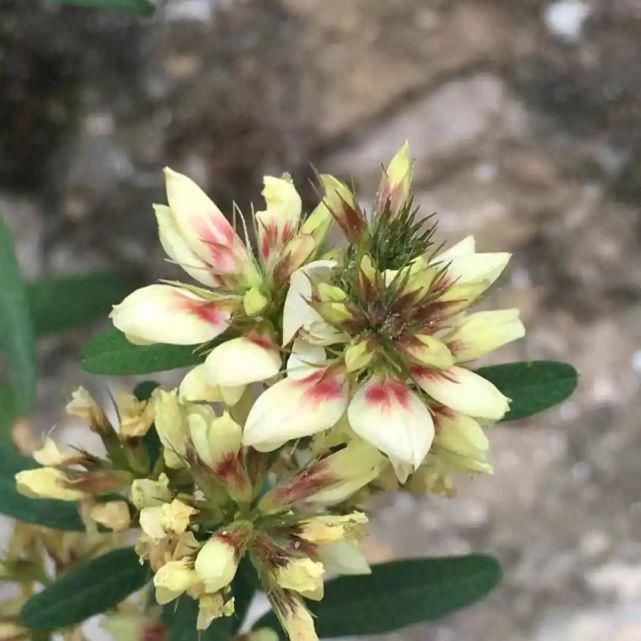  萝卜|好物推荐 | 营养与美味兼具，快来一碗酸萝卜老鸭汤！