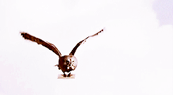  魔法|哈利波特40岁了，我才走进现实中的魔法世界