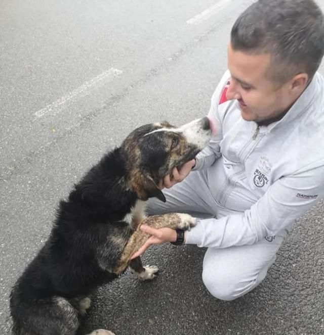  山区|越野选手山区不慎跌断骨，流浪狗一个举动救了他一命