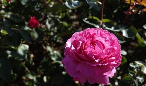 属兔的人|8月开始,4属相运势大涨,财到福到吉祥到,万事大吉,福禄双至