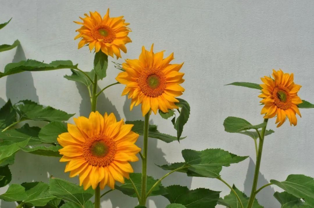 南岸君|文明旅游 ｜ 文明出行，让风景更加美丽