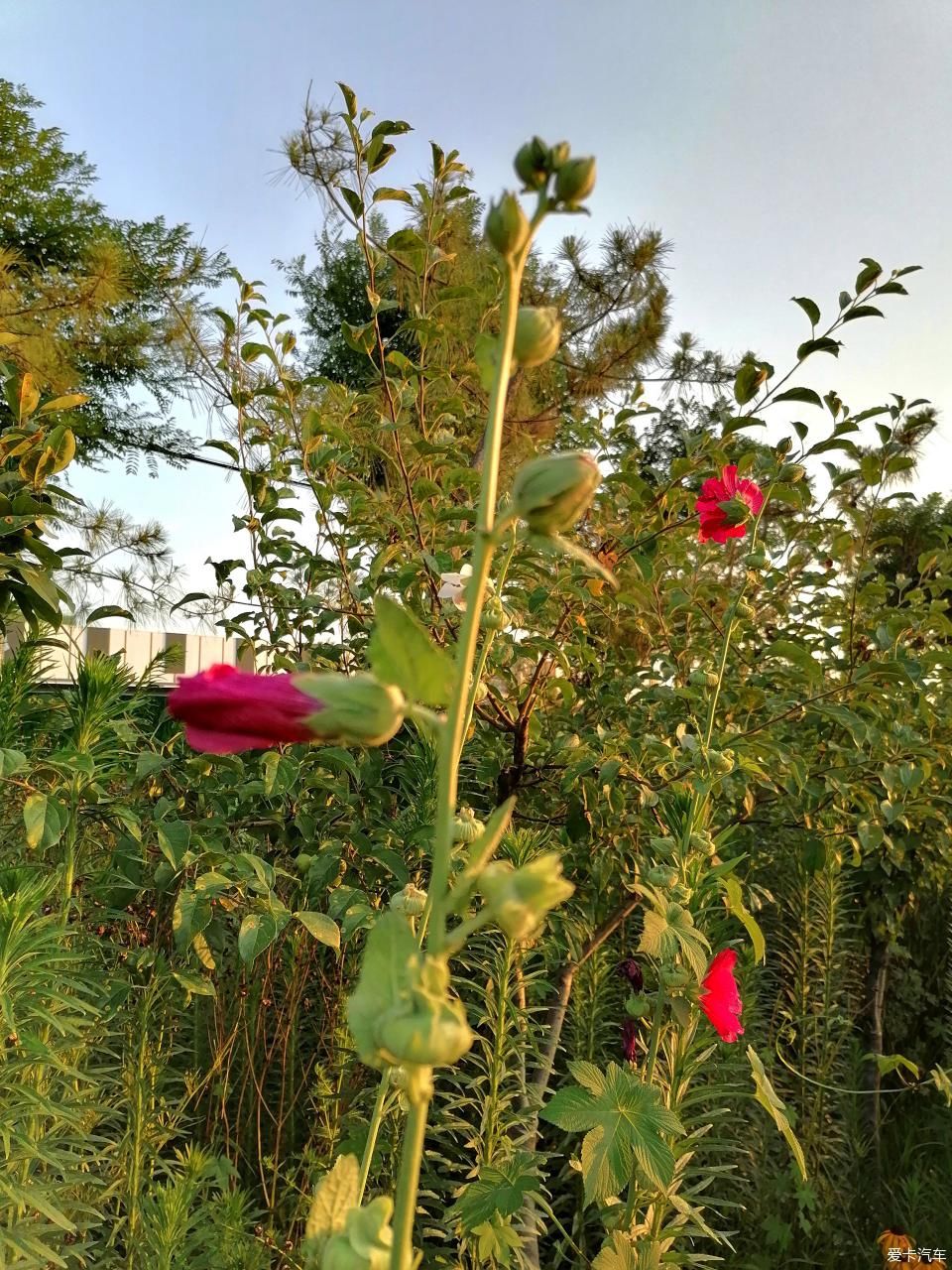 蜀葵|盛夏赏蜀葵，观花心情爽！