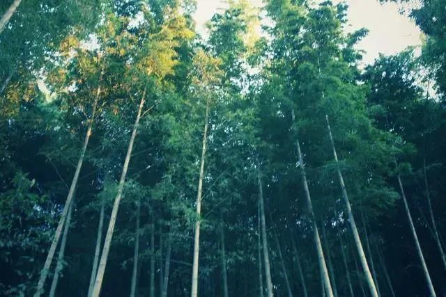  辰山植物园|好看！这才是松江夏天的正确打开方式