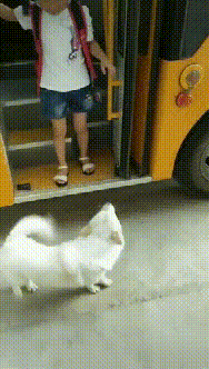 妈妈|妈妈不在家，狗子和小主人竟然合谋干出这种事