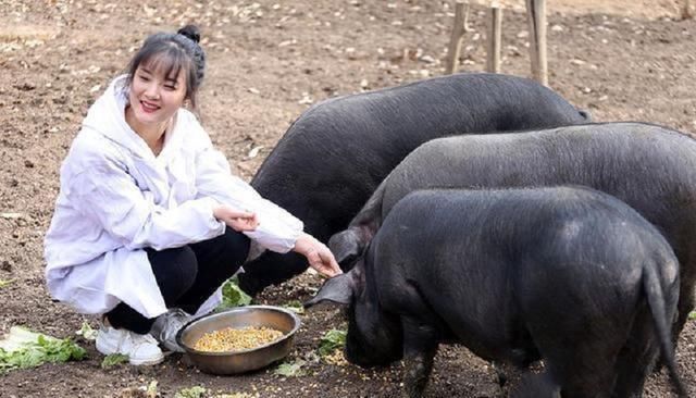 养猪|95后大学生毕业回家养猪,父亲为她婚事发愁,扬言:陪嫁300头猪