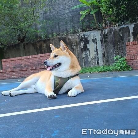 不动|柴老大持刀劫超商　爸笑翻：都不动怎么抢肉肉