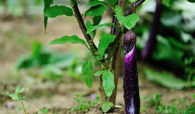 做法|鱼香茄子这样做最好吃，鲜香味美滋味浓郁又少油少盐更健康的做法
