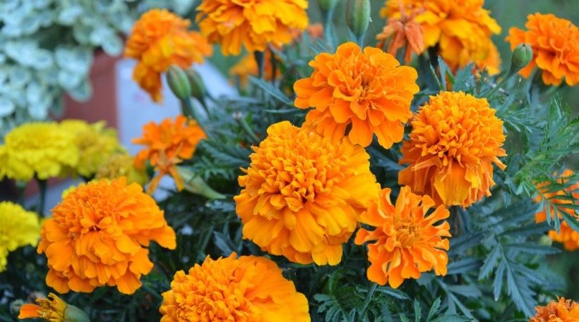  运气|8月开始前途一片光明，运气好赚大钱，家中喜上加喜的四大生肖