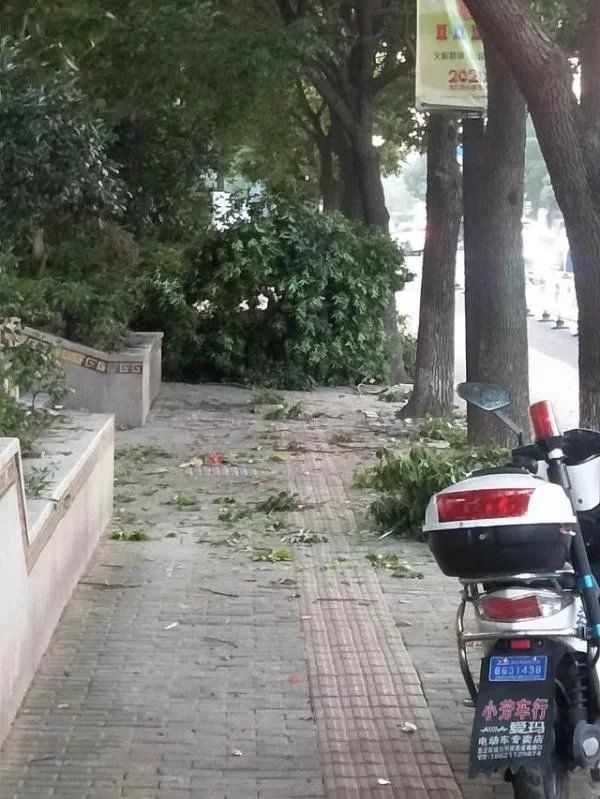  下班|惊险！下班高峰，大货车误入非机动车道，刮断行道树树枝