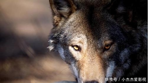 内脏|为什么有人说野外遇狼带上一包盐就可以救自己?