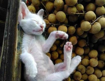 现实|主人带猫咪上街卖水果，猫咪成现实版招财猫，一串动作萌翻众人