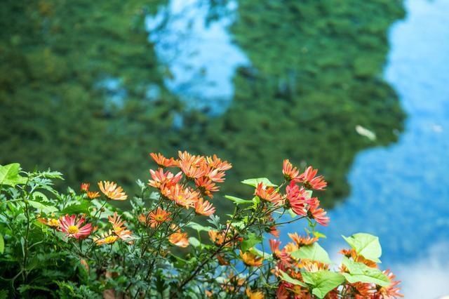 人才|丽江的束河古镇有多美！一方龙潭滋养一方净土，只有去过的人才懂