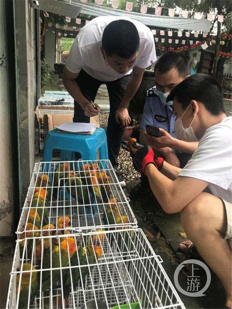  顺藤摸瓜|男子网上非法售卖非洲鹦鹉 警方顺藤摸瓜查获各类野生动物300余只