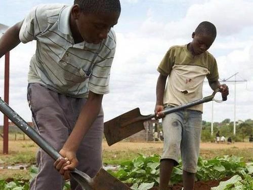  困扰|非洲人为温饱困扰，为何却不种积极种粮食呢？其实有3点阻碍