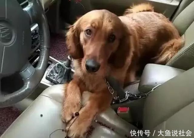 流泪|炎热夏天,把金毛忘在车里5小时,回来后只有不停流泪