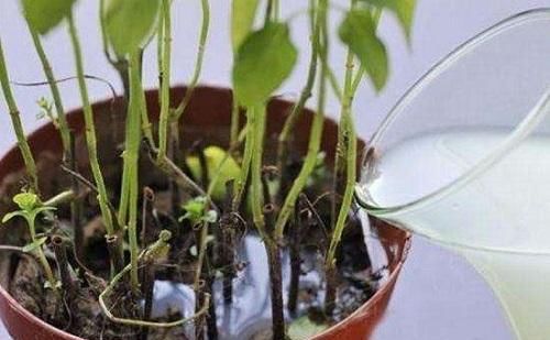 用途|水煮玉米“玉米水”留好了,3个用途,快回家试试