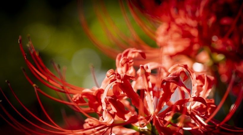  星座|未来相思难解，痴情依旧，桃花满溢，重获甜蜜爱情的4大星座