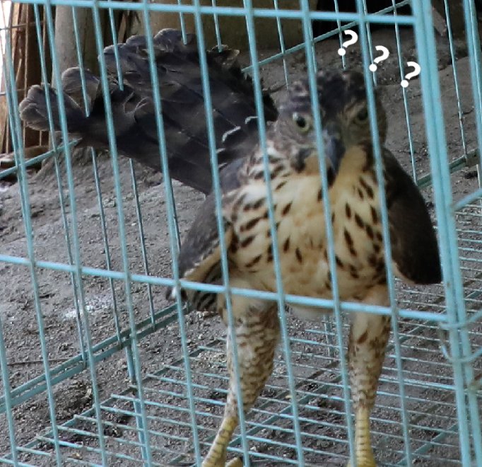  众人|佛山一神奇“偷鸡贼”被抓！“送”到派出所时惊呆了众人