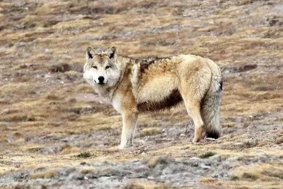  野兽|青海失联女大学生真的是被野兽吃了吗？